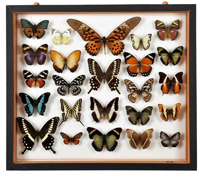 Lot 336 - Entomology: A Single Glazed Display of...