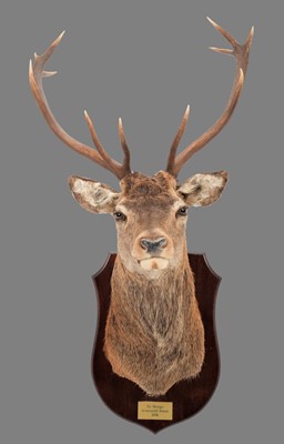 Lot 293 - Taxidermy: A Scottish Red Deer (Cervus...