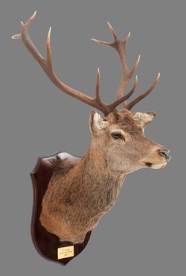 Lot 293 - Taxidermy: A Scottish Red Deer (Cervus...
