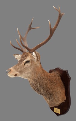 Lot 293 - Taxidermy: A Scottish Red Deer (Cervus...