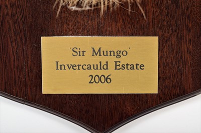 Lot 293 - Taxidermy: A Scottish Red Deer (Cervus...