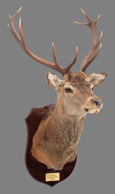 Lot 293 - Taxidermy: A Scottish Red Deer (Cervus...