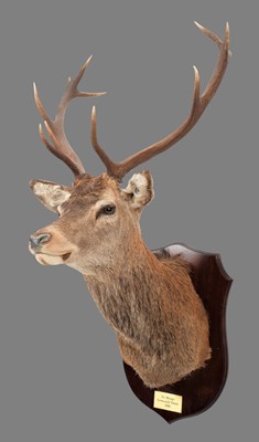 Lot 293 - Taxidermy: A Scottish Red Deer (Cervus...