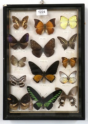 Lot 1224 - Entomology: A Cased Display of Tropical...