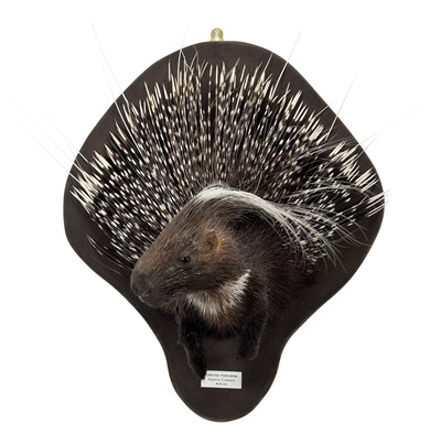 Lot 256 - Taxidermy: African Crested Porcupine Forepart...