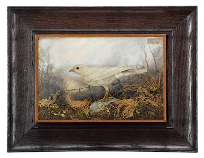 Lot 255 - Taxidermy: A Leucistic Eurasian Skylark...