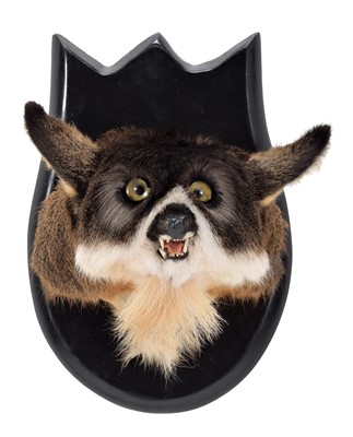 Lot 2141 - Taxidermy: A Northern Rumpaloa, modern, by A.J....