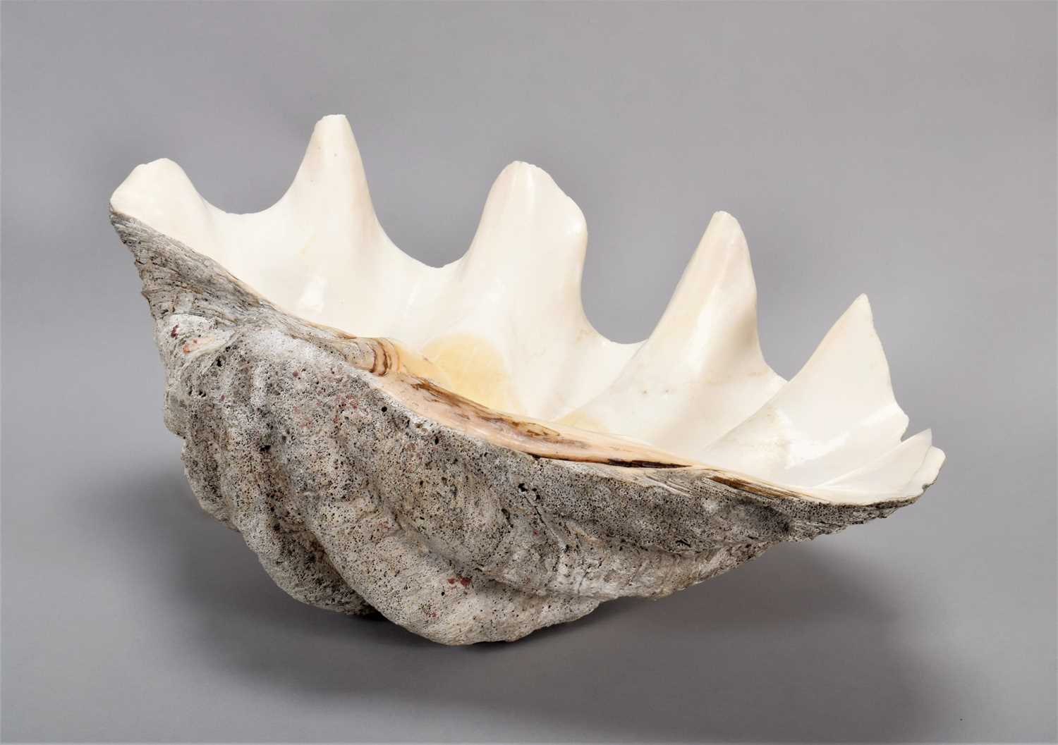 Clam Shell Window Lot 127 - Conchology: Giant Clam Shell (Tridacna