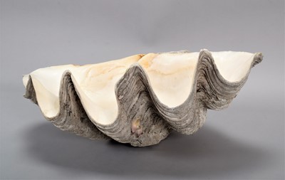 Lot 127 - Conchology: Giant Clam Shell (Tridacna gigas),...