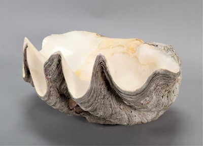 Lot 127 - Conchology: Giant Clam Shell (Tridacna gigas),...