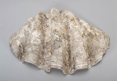 Lot 127 - Conchology: Giant Clam Shell (Tridacna gigas),...