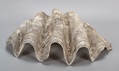 Lot 127 - Conchology: Giant Clam Shell (Tridacna gigas),...