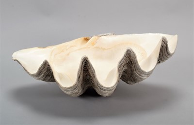 Lot 127 - Conchology: Giant Clam Shell (Tridacna gigas),...