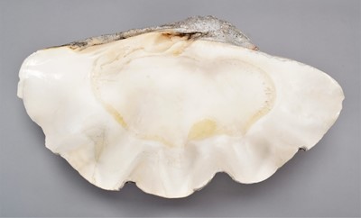 Lot 127 - Conchology: Giant Clam Shell (Tridacna gigas),...