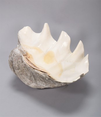 Lot 127 - Conchology: Giant Clam Shell (Tridacna gigas),...