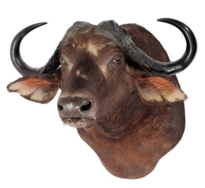 Lot 241 - Taxidermy: Cape Buffalo (Syncerus caffer),...