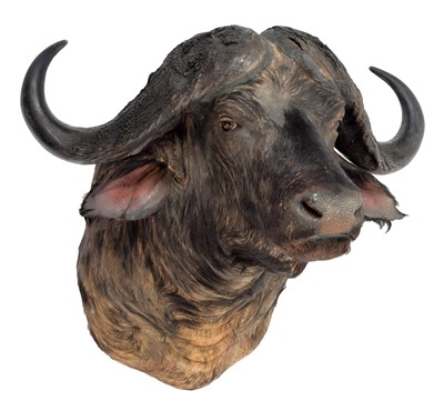 Lot 349 - Taxidermy: Cape Buffalo (Syncerus caffer),...