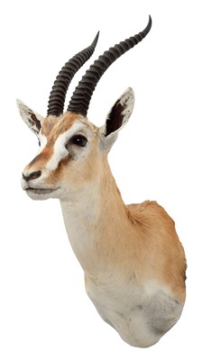 Lot 236 - Taxidermy: Thomson's Gazelle (Eudorcas...