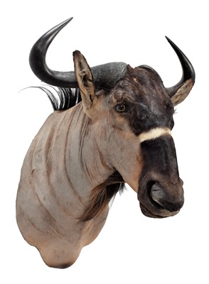 Lot 260 - Taxidermy: Brindled Gnu (Connochaetes...