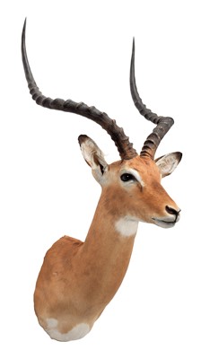 Lot 258 - Taxidermy: Common Impala (Aepyceros Melampus)...