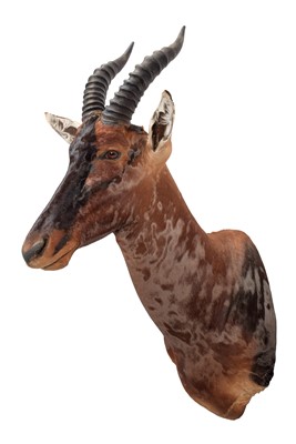 Lot 233 - Taxidermy: Serengeti Topi (Damaliscus jimela),...