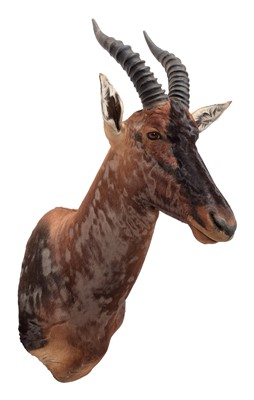 Lot 233 - Taxidermy: Serengeti Topi (Damaliscus jimela),...