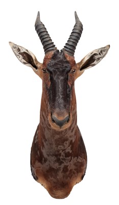 Lot 233 - Taxidermy: Serengeti Topi (Damaliscus jimela),...