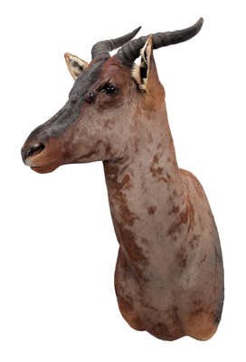 Lot 195 - Taxidermy: Western Tsessebe (Damaliscus...