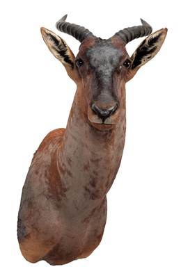 Lot 195 - Taxidermy: Western Tsessebe (Damaliscus...