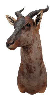 Lot 195 - Taxidermy: Western Tsessebe (Damaliscus...