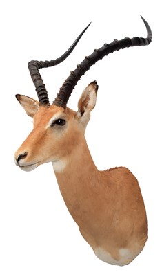 Lot 262 - Taxidermy: Common Impala (Aepyceros Melampus)...