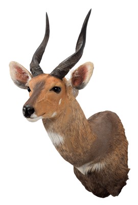 Lot 173 - Taxidermy: Cape Bushbuck (Tragelaphus...