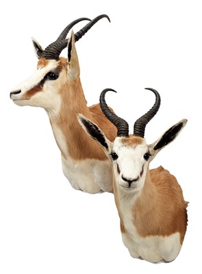 Lot 274 - Taxidermy: A Pair of South African Springboks...