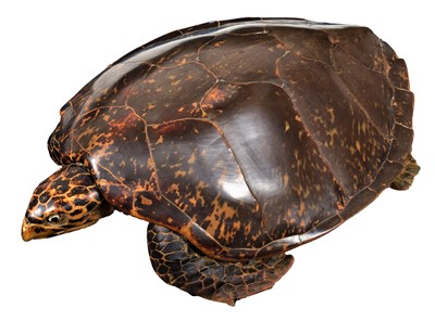 Lot 379 - Taxidermy: Hawksbill Sea Turtle (Eretmochelys...