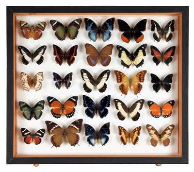 Lot 325 - Entomology: A Single Glazed Display of...