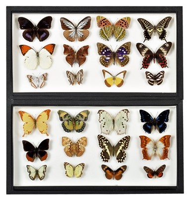 Lot 330 - Entomology: A Pair of Glazed Displays of...