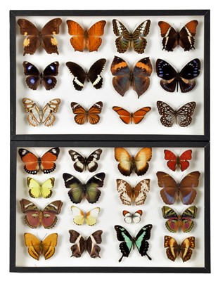 Lot 333 - Entomology: A Pair of Glazed Displays of...