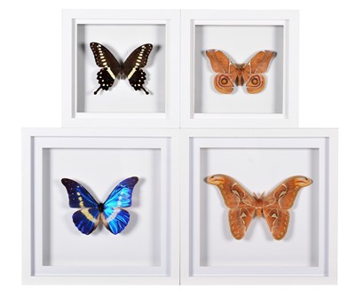 Lot 327 - Entomology: A Group of Framed Butterflies &...