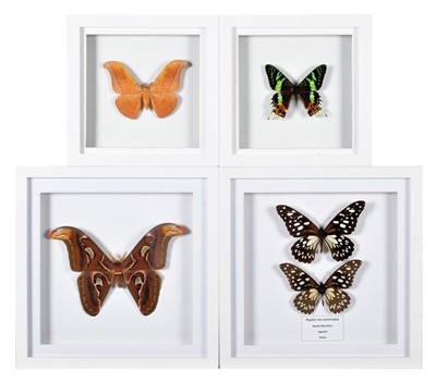 Lot 334 - Entomology: A Group of Framed Butterflies &...