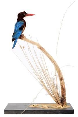 Lot 282 - Taxidermy: White-throated Kingfisher (Halcyon...
