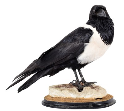 Lot 284 - Taxidermy: Pied Crow (Halcyon smyrnensis),...