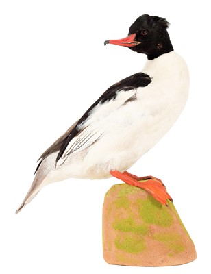 Lot 295 - Taxidermy: Common Merganser (Mergus merganser),...