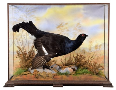 Lot 286 - Taxidermy: A Cased Black Grouse (Lyrurus...