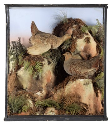 Lot 294 - Taxidermy: A Cased Pair of English Partridge...