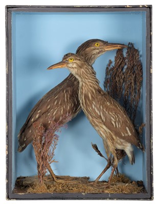 Lot 298 - Taxidermy: A Cased Pair of Juvenile...