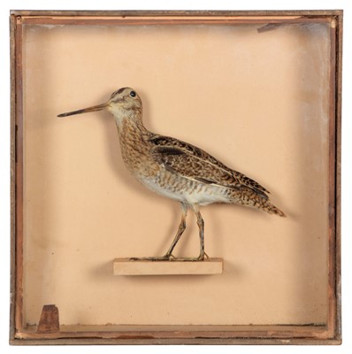 Lot 283 - Taxidermy: A Late Victorian Cased Common Snipe...