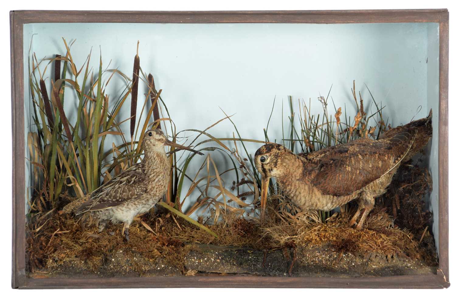 Lot 183 - Taxidermy: A Cased Woodcock & Snipe, circa...