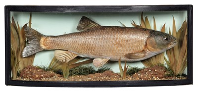 Lot 215 - Taxidermy: A Cased Common Chub (Squalius...