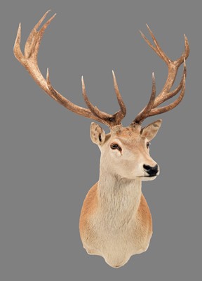 Lot 157 - Taxidermy: Australian Red Deer (Cervus...