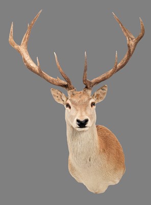 Lot 157 - Taxidermy: Australian Red Deer (Cervus...